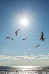 birds in flight