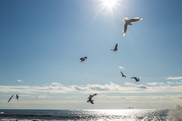 seagulls flying over sea