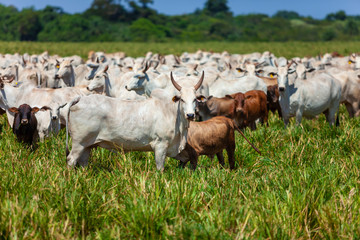bezerros da raça Bonsmara no pasto e suas matrizes nelore