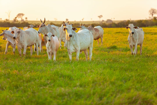 bezerros da ra&ccedil;a Bonsmara no pasto e suas matrizes nelore,