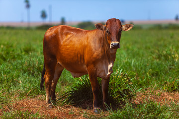 novilho da raça Bonsmara no pasto