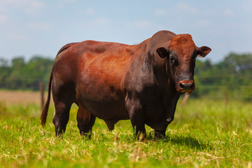 touro reprodutor da raça Bonsmara no pasto, touro