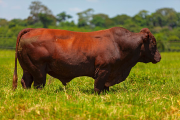 touro reprodutor da raça Bonsmara no pasto