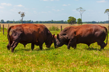 Naklejka na ściany i meble touros da raça Bonsmara no pasto se desafiando