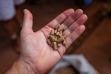 mão segurando ração de animais, alimento suplementar, criação intensiva de animais
