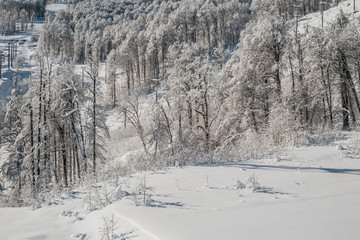 winter mountain landscape with trees and snow