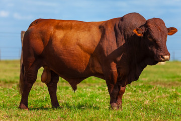 touro reprodutor da raça Bonsmara no pasto
