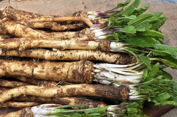 Fresh, dug-out horseradish