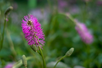 Pink powderpuff flower mimosa strigillosa. Nature background.