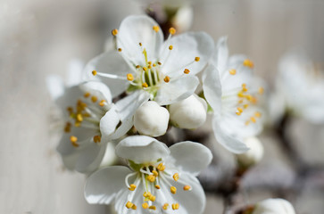 Fototapeta na wymiar stamens of spring ans samall flowers of azerole
