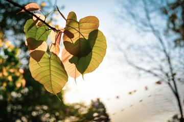 Green Bo leaf with Sunlight  in the morning, Bo tree  representing Buddhism in thailand.