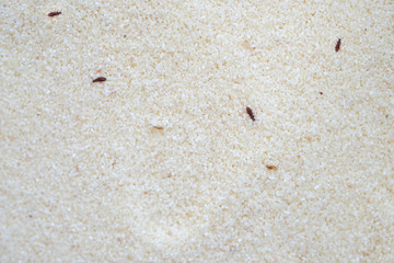 The confused flour beetle Tribolium confusum on semolina top view. Small brown beetles on croup,...