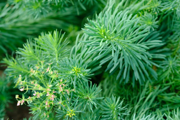 Euphorbia cyparissias, the cypress spurge, is a species of plant in the genus Euphorbia. natural background. Many branches of coniferous ornamental plants with green needles.