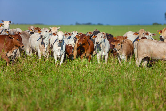 bezerros da ra&ccedil;a Bonsmara no pasto e suas matrizes nelore