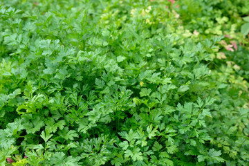 selective focus. Bushes of green parsley closeup background. Green parsley leaves in early spring in the garden. Fragrant herbs for cooking. Growing parsley in the open ground.