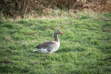 greylag goose stands in the green grass looking for food