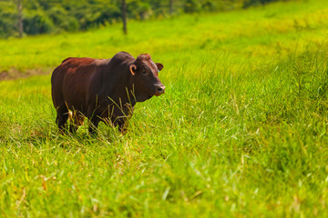 touro da raça Bonsmara no pasto