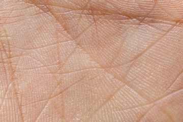 human skin texture in the palm of your hand, light lodoni skin with life lines, high detail and...