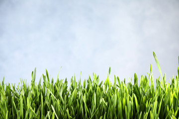 Obraz premium Fresh green grass on light background, space for text. Spring season