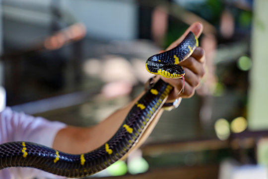 The Krait snake show tongue on asia man hand in thailand