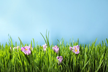 Fresh green grass and crocus flowers on light blue background, space for text. Spring season