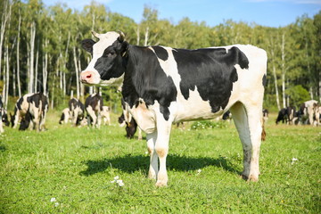 Fototapeta na wymiar cows graze in a meadow in summer on a sunny day