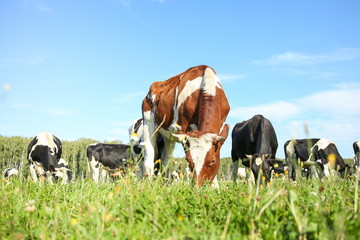 cows graze in a meadow in summer on a sunny day © Petr Smagin