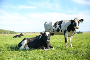 cows graze in a meadow in summer on a sunny day