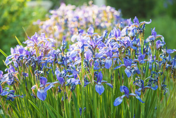 Beautiful blue siberian iris blooming in the sunny summer garden