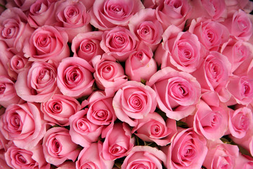 background of pink flowers close up