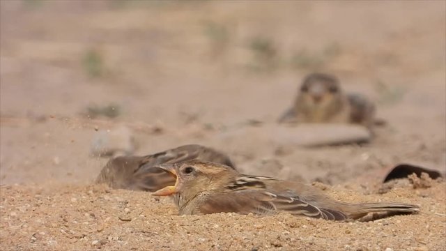 Haussperling (Passer domesticus)  beim Sandbaden