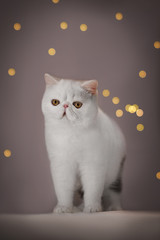 exotic cat boke long fur