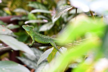 Emerald Basilisk Lizard resting on a twig