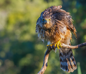 Young Northern goshawk, Accipiter gentilis, wildlife scenery, Spain