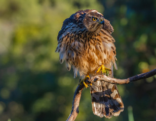 Young Northern goshawk, Accipiter gentilis, wildlife scenery, Spain