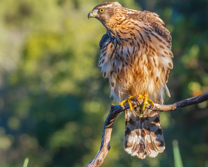 Young Northern goshawk, Accipiter gentilis, wildlife scenery, Spain