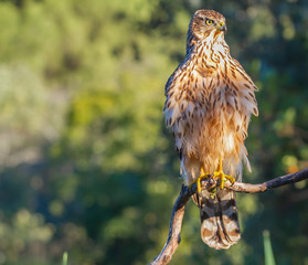 Young Northern goshawk, Accipiter gentilis, wildlife scenery, Spain
