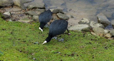 Blässhuhn,Coot,Ralle,Wasservogel,Waterfowl