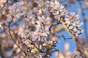 Obraz premium Almond Blossom almond blossom flower, background, tree, pattern, nature,