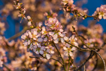Fototapeta premium Almond Blossom almond blossom flower, background, tree, pattern, nature,