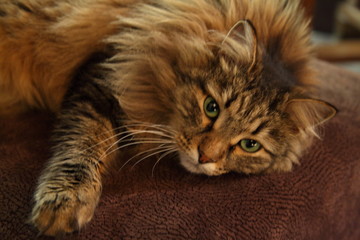 Fototapeta na wymiar A furry house cat close up lies on a brown sofa and looks with green eyes