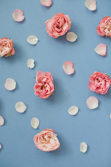 Pink roses and petals on a blue background