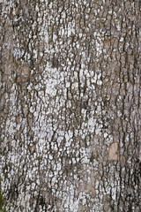 Fototapeta premium bark of a tree
