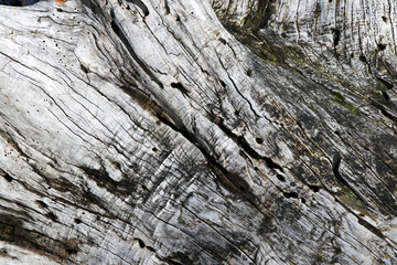 old weathered log
