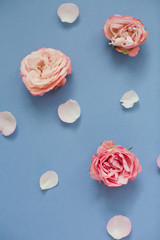 Pink roses and petals on a blue background
