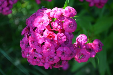 Bright pink flowers of a Bush rose against the background of green foliage in the Park.