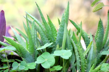 A close up photo of Aloe vera herbal plant