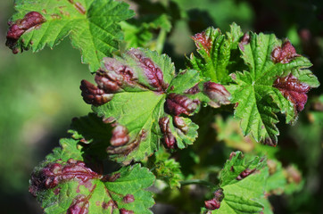 The pest damages currant leaves caused by harmful insects, their larvae, plant fungi and other diseases. A challenge for plant diseases and pests in agriculture, horticulture, and home gardening.