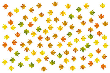 Colored autumn maple leaves pattern. Creative fall season concept with blank text space.