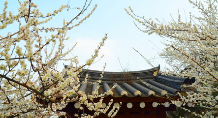 Fototapeta premium Roof of a traditional korean house (hanok) in Gwangyang, South Korea, during Maehwa flower festival. 